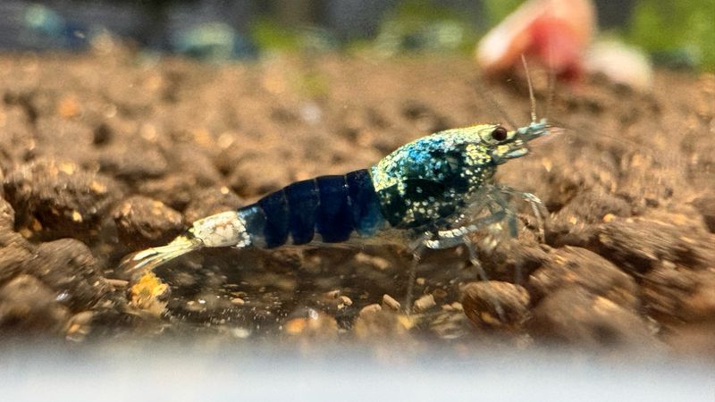 Ocean Blue Caridina