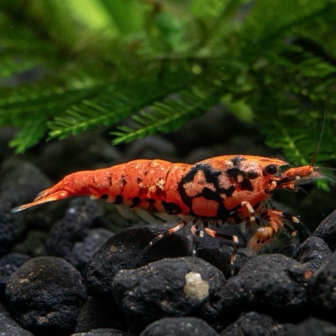 Orange BOA Caridina High Grade
