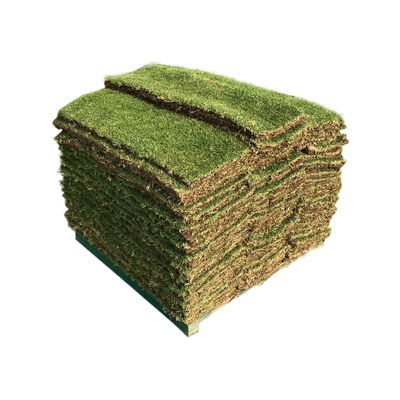 Turf - Tiftuf Bermuda