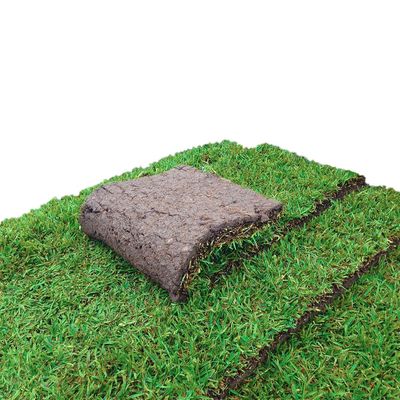 Turf - Sir Walter Buffalo