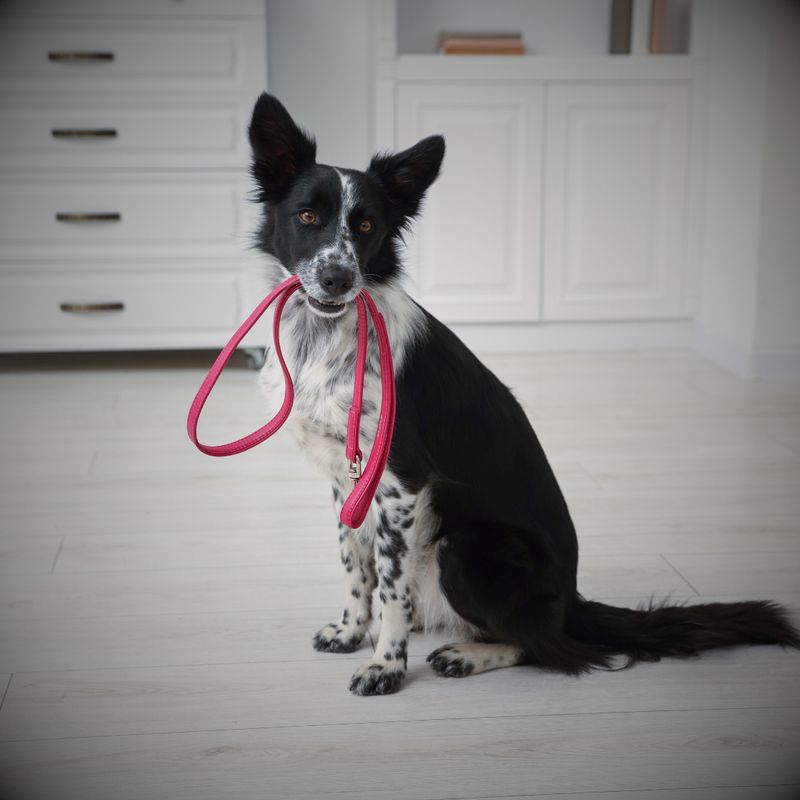Collars &amp; Leashes