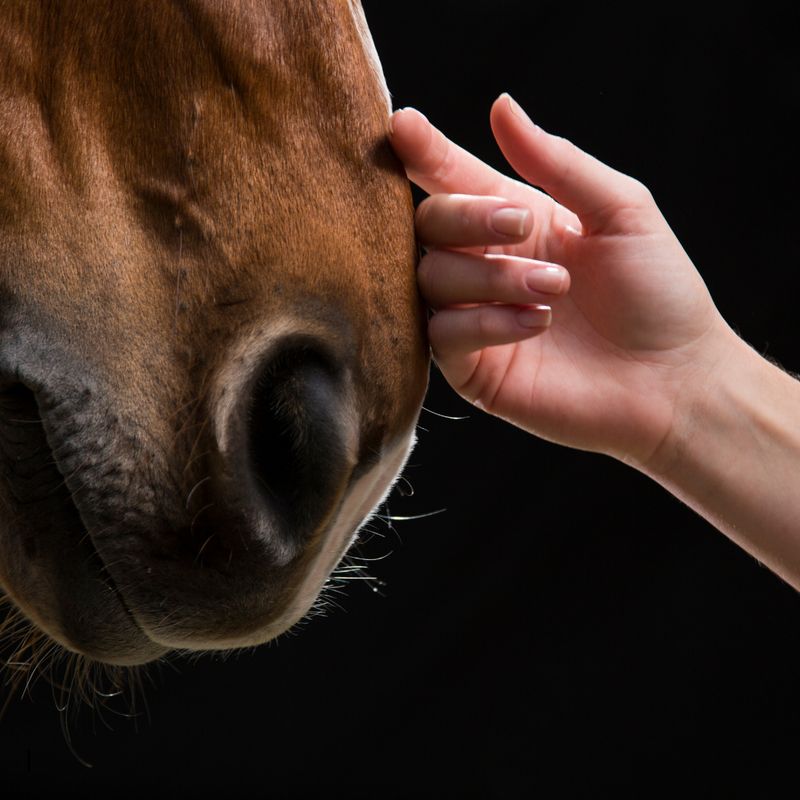 Animal Health