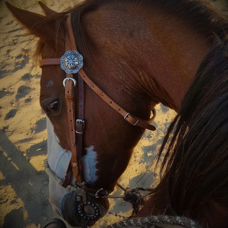 Tie Downs &amp; Nosebands