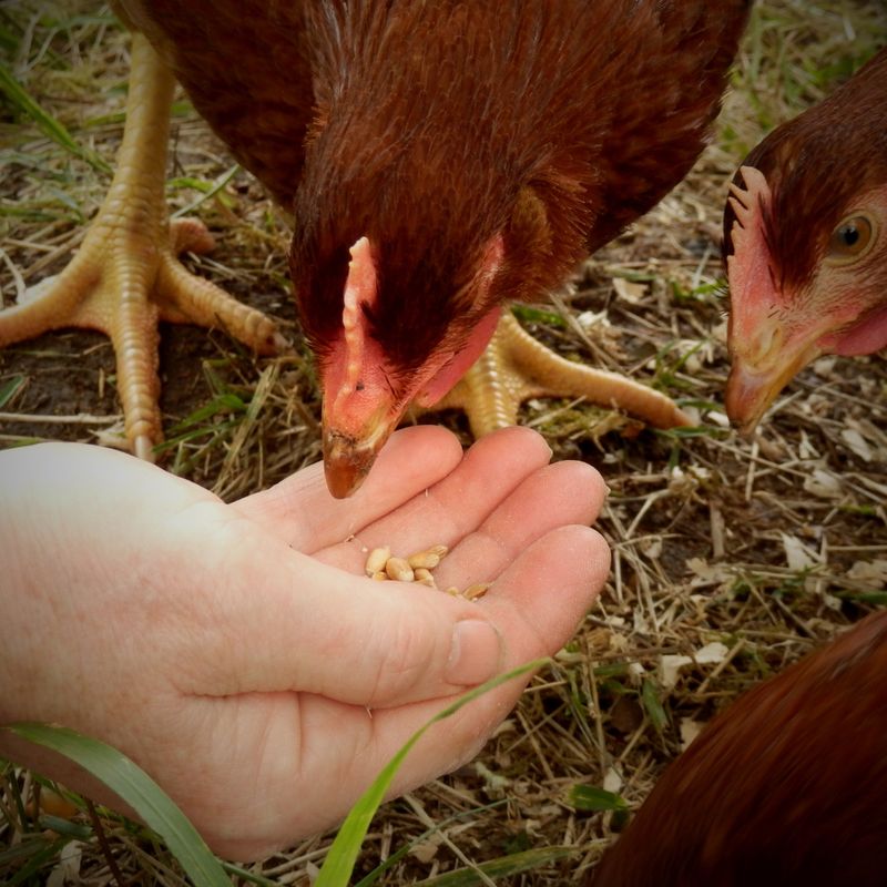 Poultry &amp; Fowl