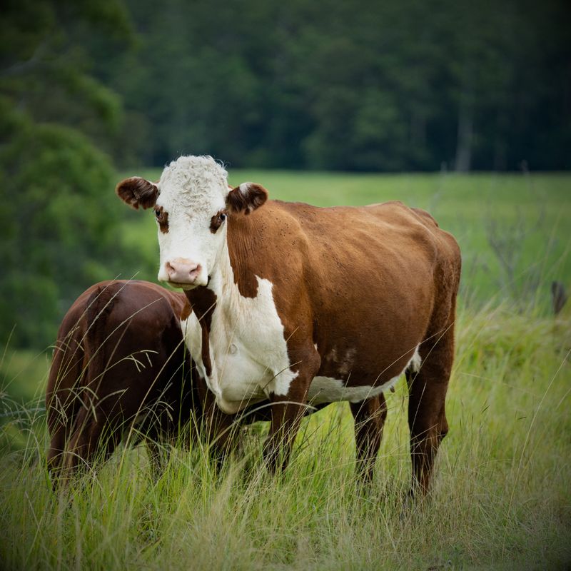 Cattle Feed