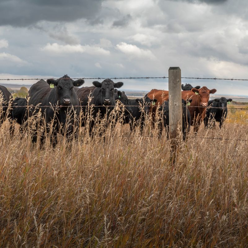 Livestock