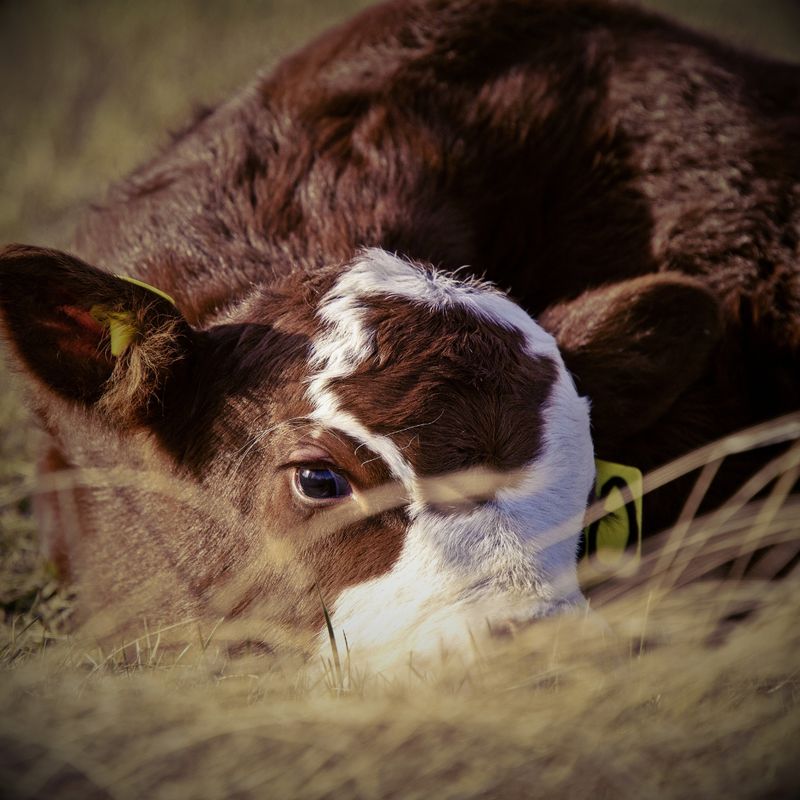 Calving Supplies