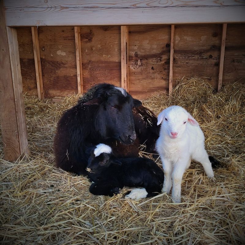 Lambing
