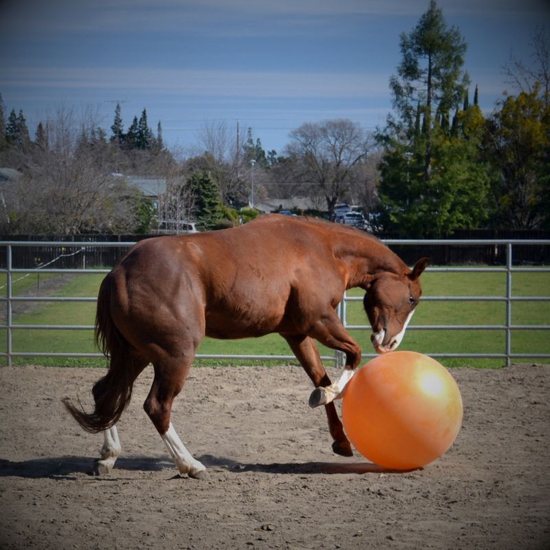 Horse Toys &amp; Treats