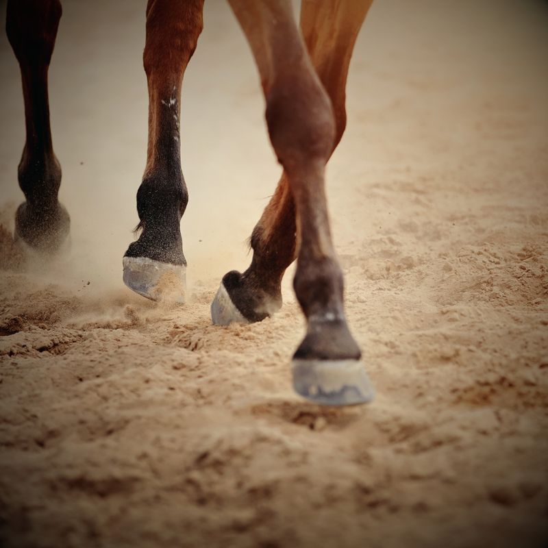 Hoof Care
