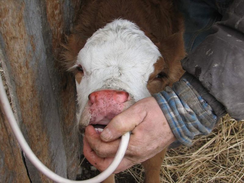 Milk Replacer &amp; Colostrum