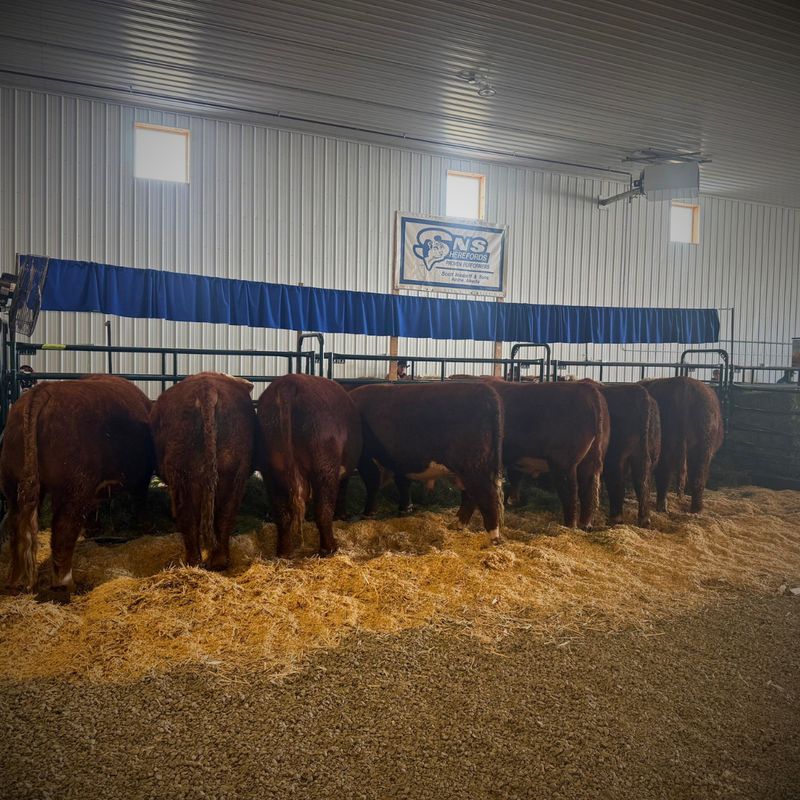 Livestock Show Supplies