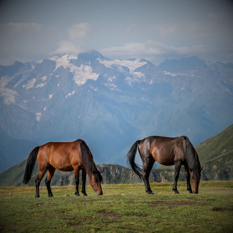 Equine Feed &amp; Supplements