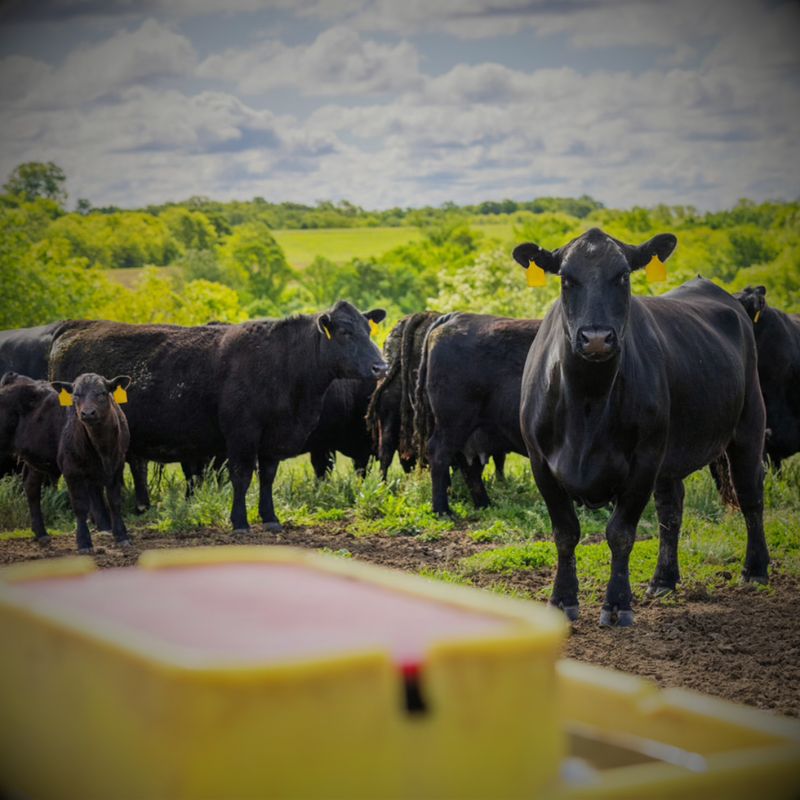 Feed &amp; Water Supplies
