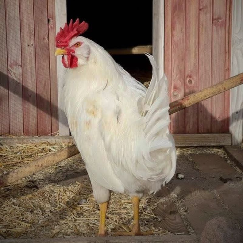 Poultry