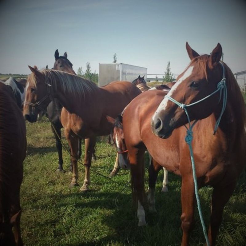 Halters &amp; Leads