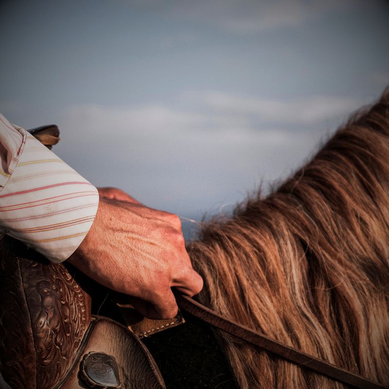 Reins