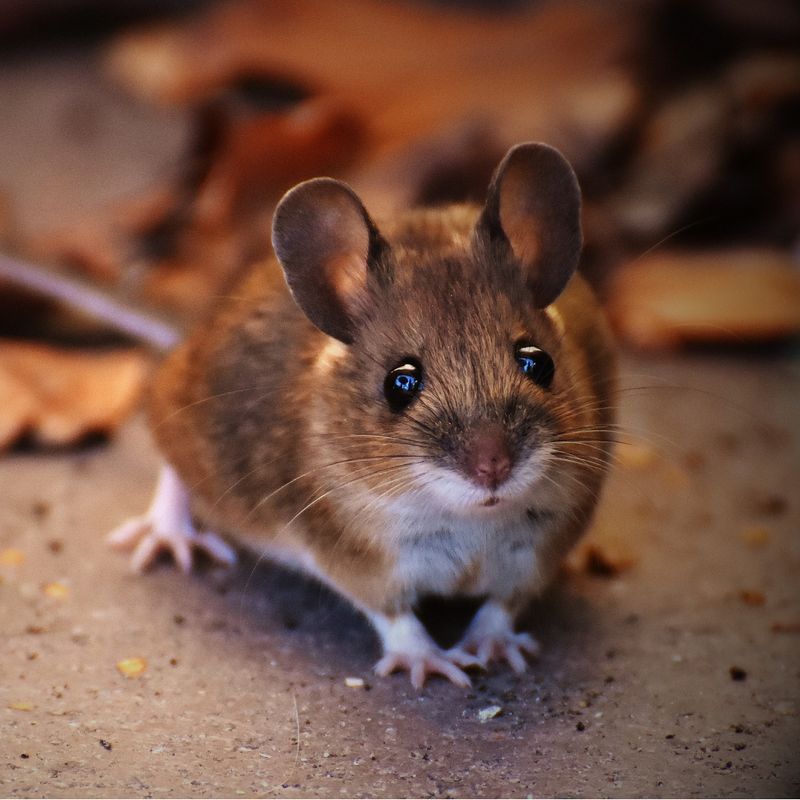 Pest Control