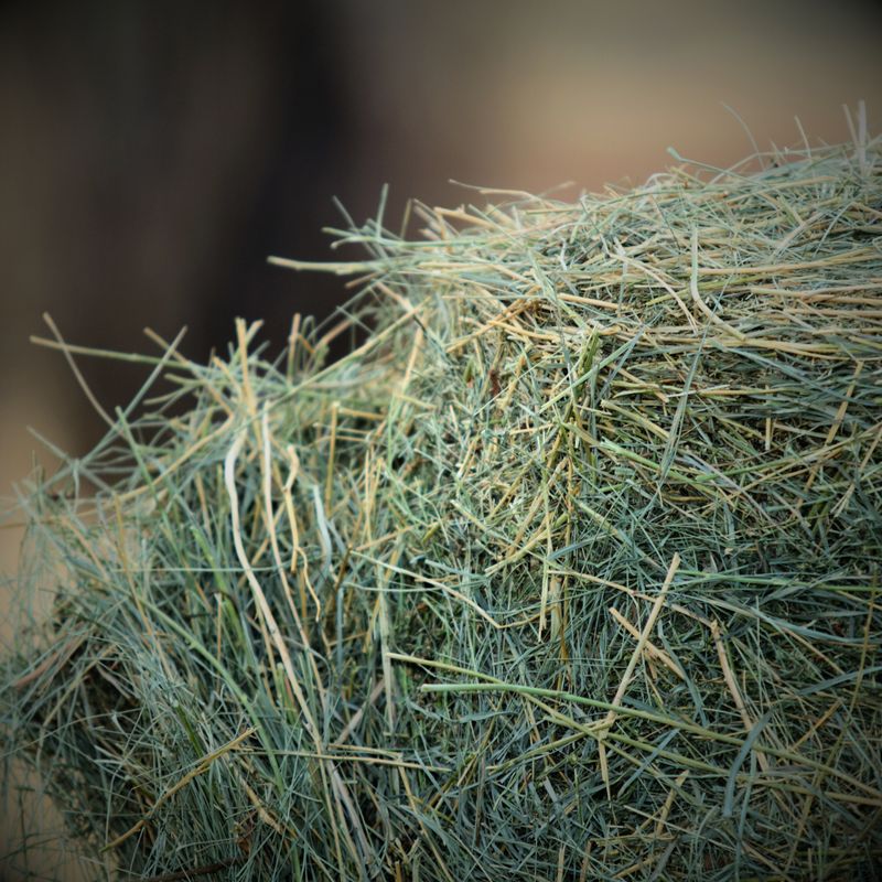Hay Cubes
