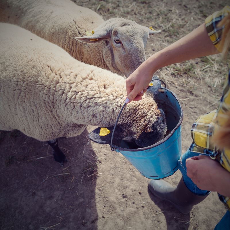 Sheep &amp; Goat