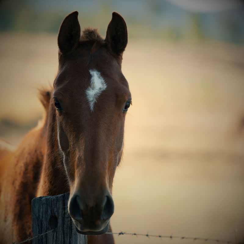 Equine