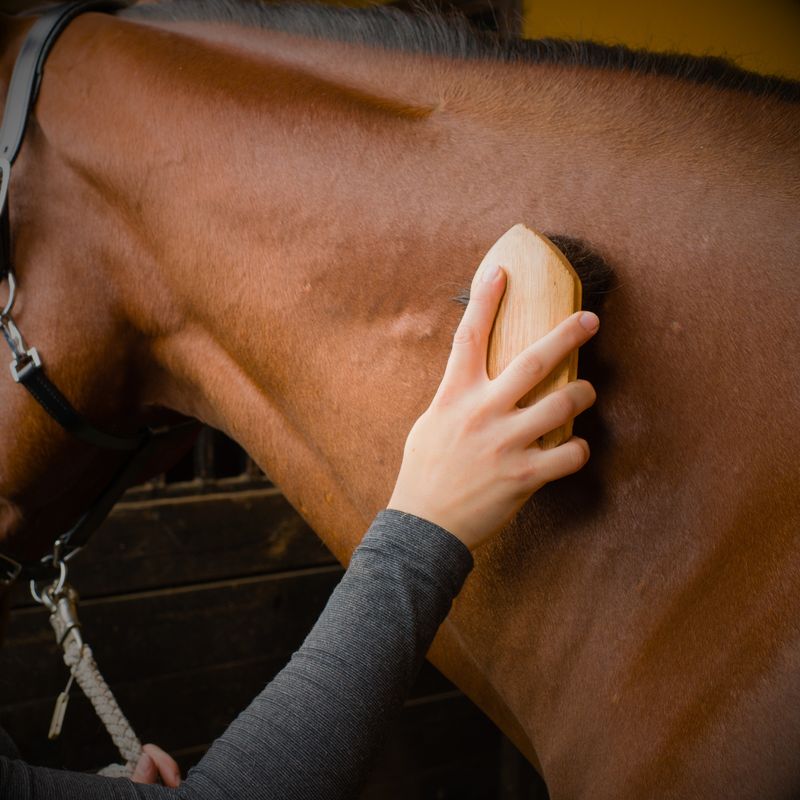 Equine Grooming