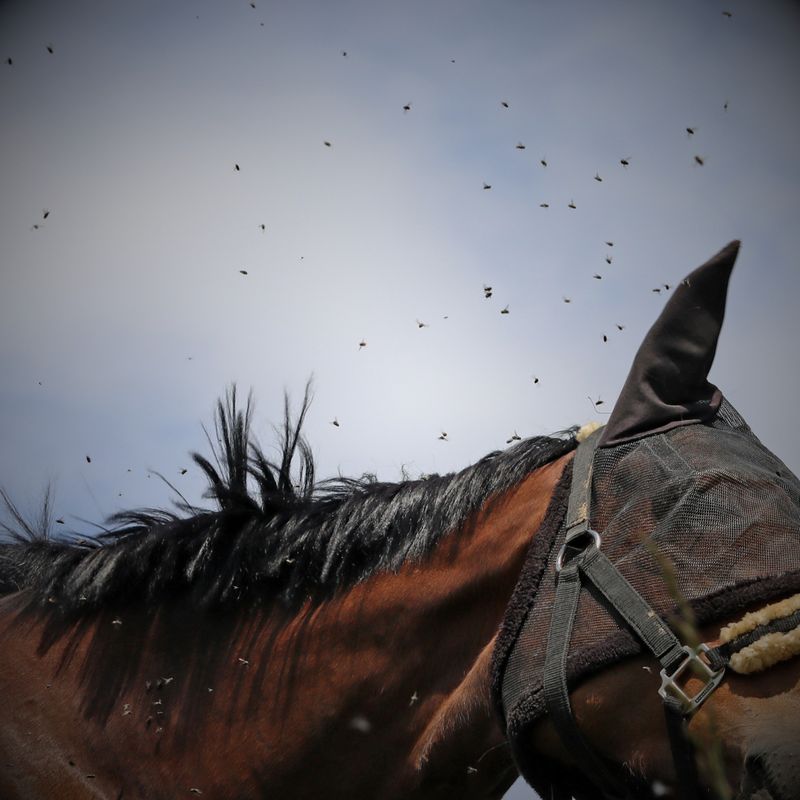 Fly Protection