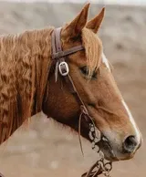 STS Ranch Signature Tack 3/4" Browband Headstall - Stainless Steel Plain Hardware