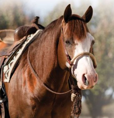 Professional’s Choice Bosal Nat Black/White Mecate