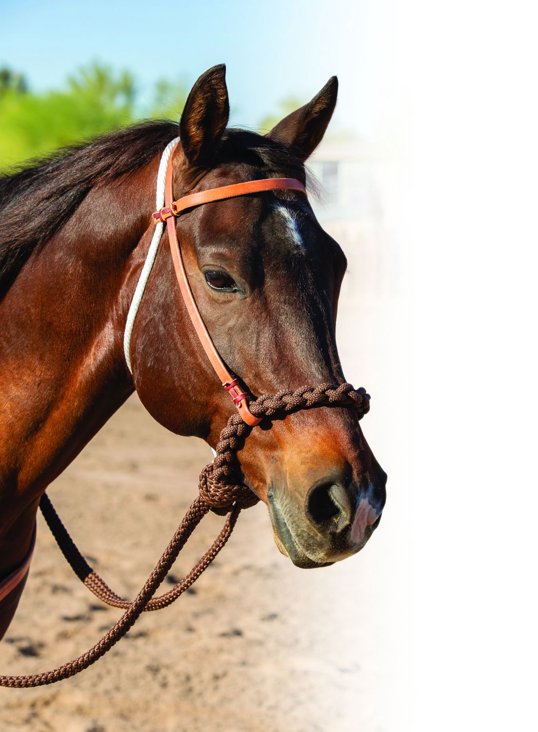 Professional’s Choice Loping Hackamore