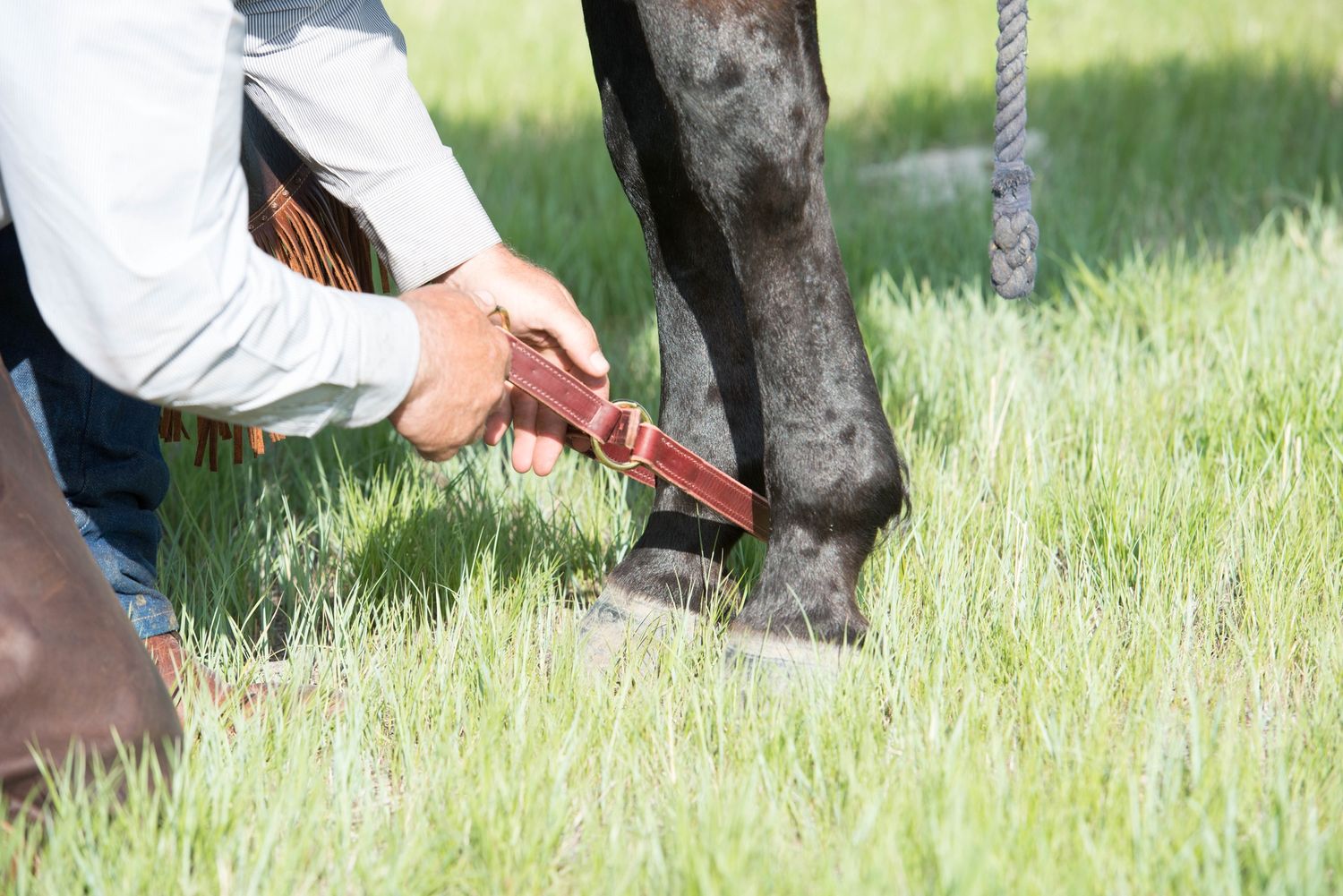 Weaver Equine Leather Hobble