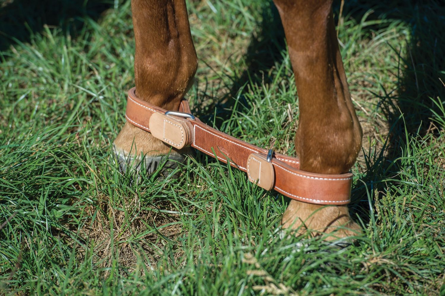 Weaver Equine Horse Hobbles with Tabs