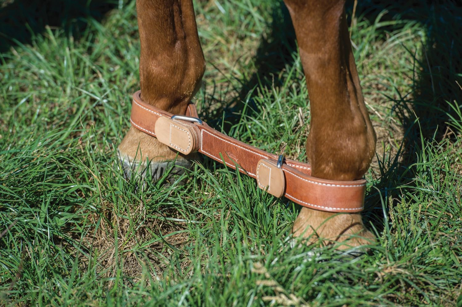 Weaver Equine Horse Hobbles with Tabs