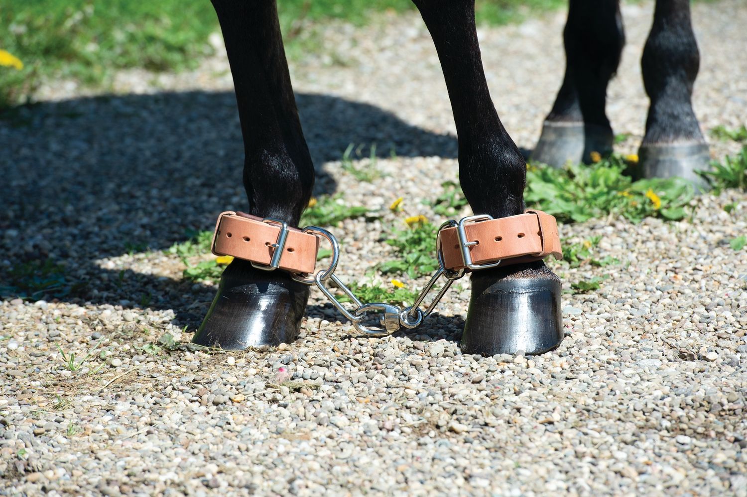 Weaver Equine Heavy-Duty Hobble, Leather
