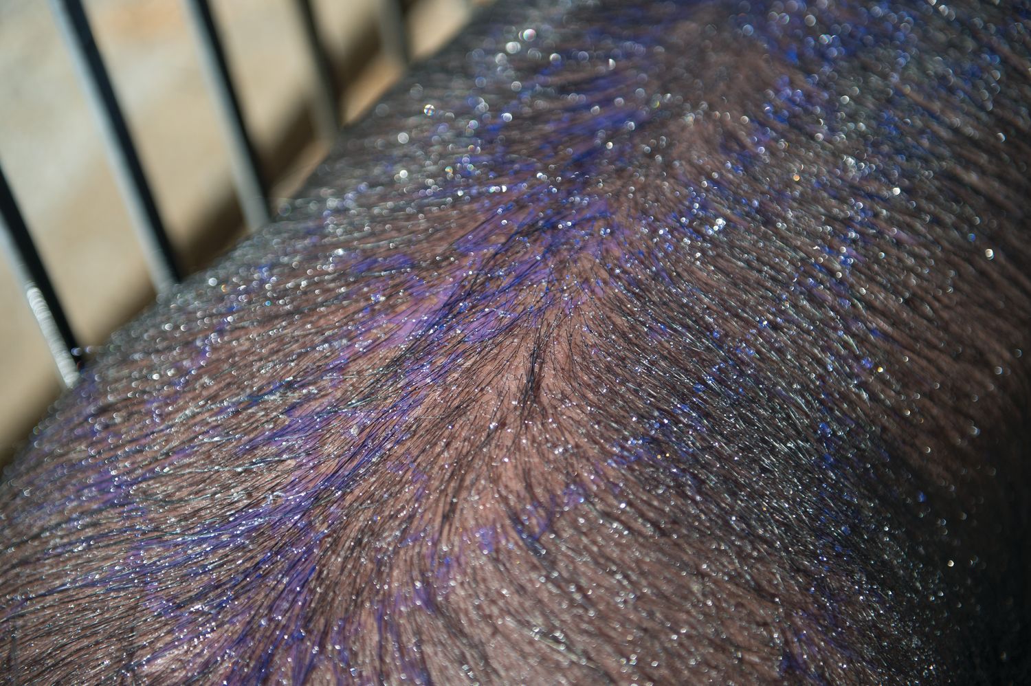 Weaver Livestock Purifying Shampoo