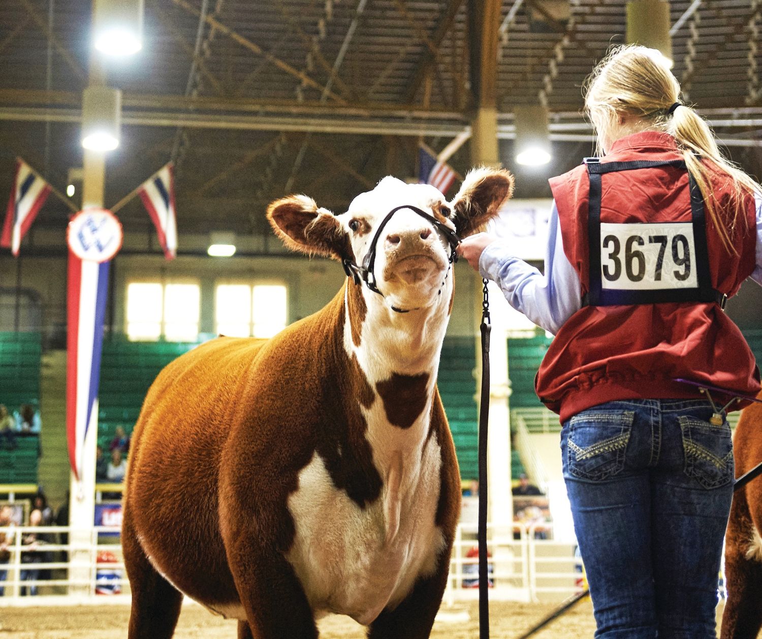 Weaver Livestock Exhibitor Number Harness, Black