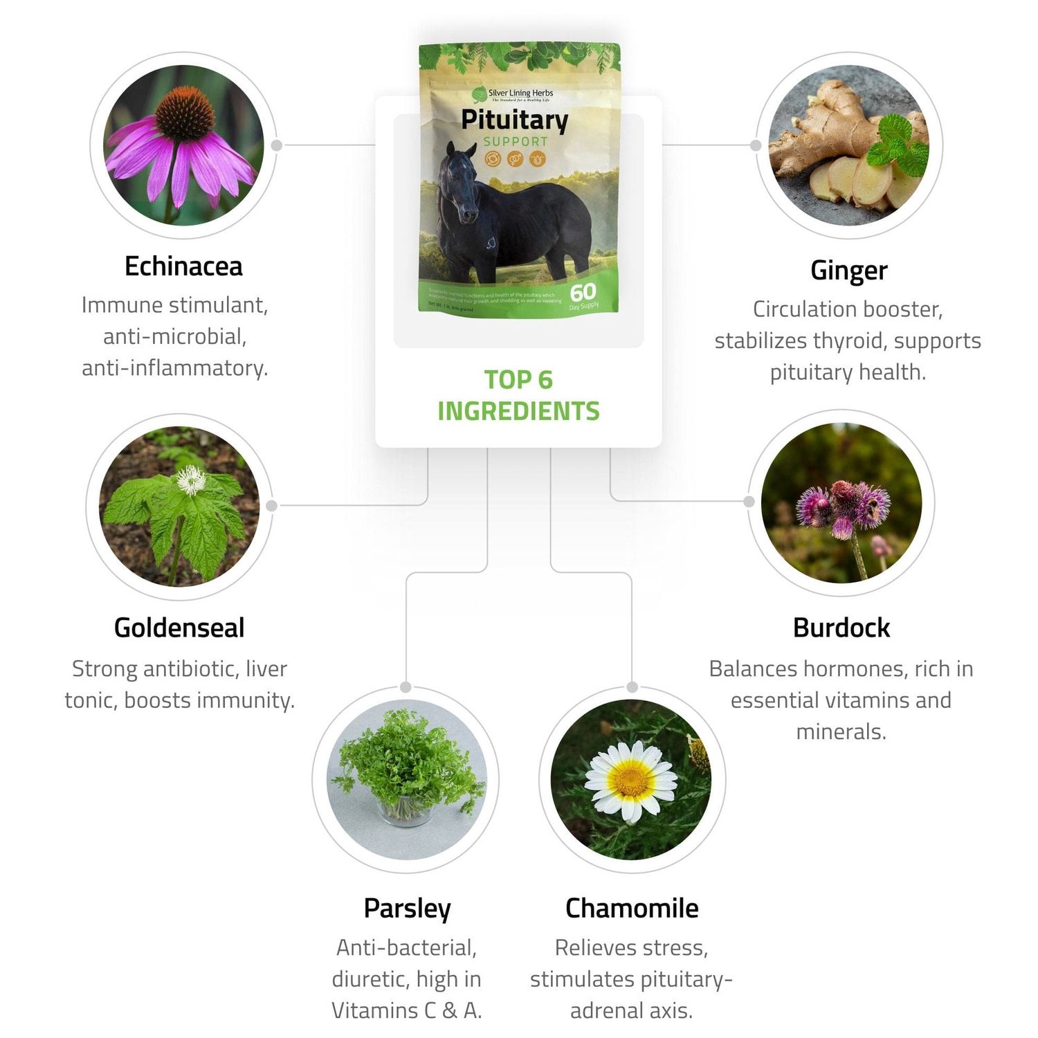 Silver Lining Herbs Pituitary Support for Horses