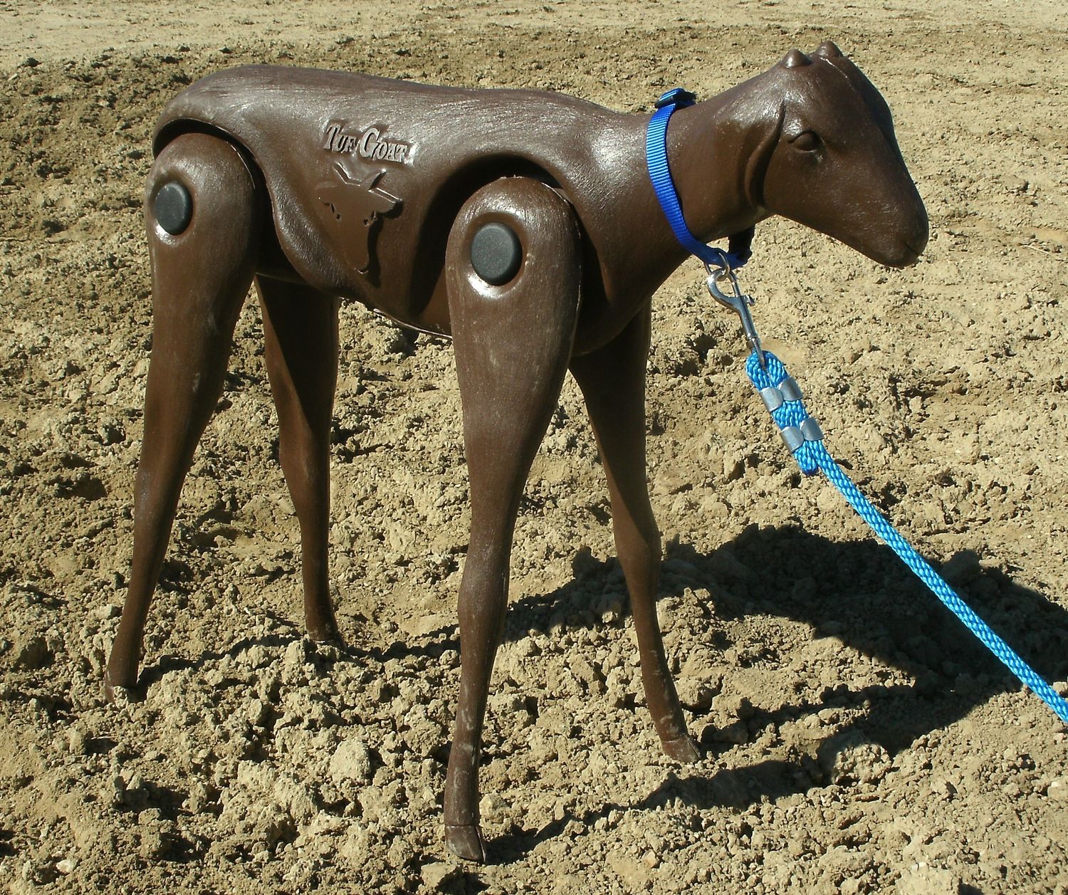 Tuf Kaf Tuf Goat