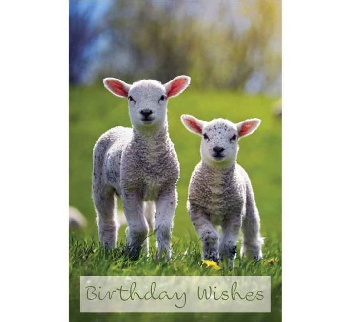 C50 LAMBS BIRTHDAY CARD