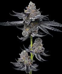 OG Wellness - Let’s F*cking Go - Indica/Hybrid