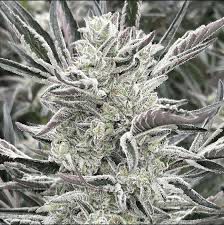 OG Wellness - Oreoz - Indica/Hybrid