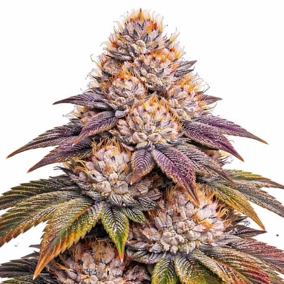OG Wellness - Rainbow Runtz - Indica Hybrid - 26%