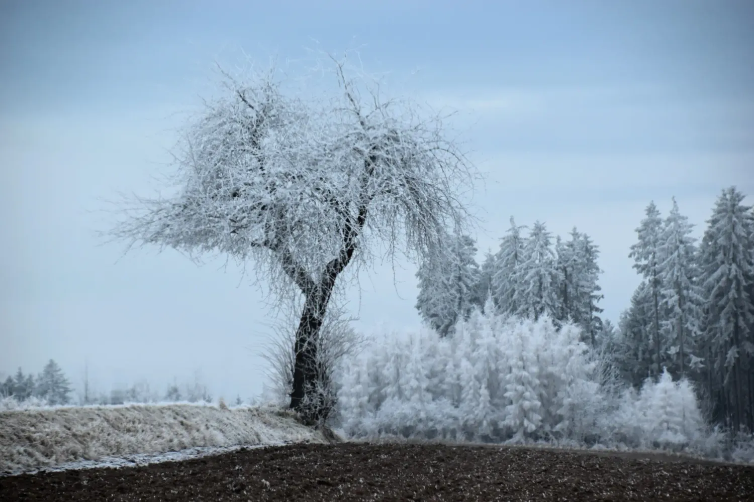 Custom order for Gautseshen Margaritari LaRose Moon