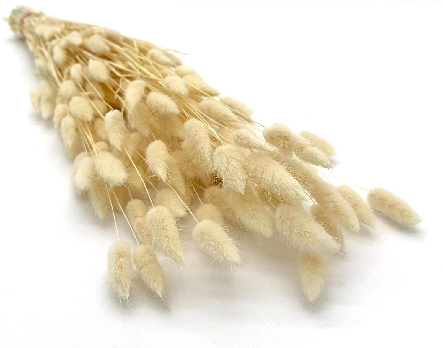 Dmuszek jajowaty bielony