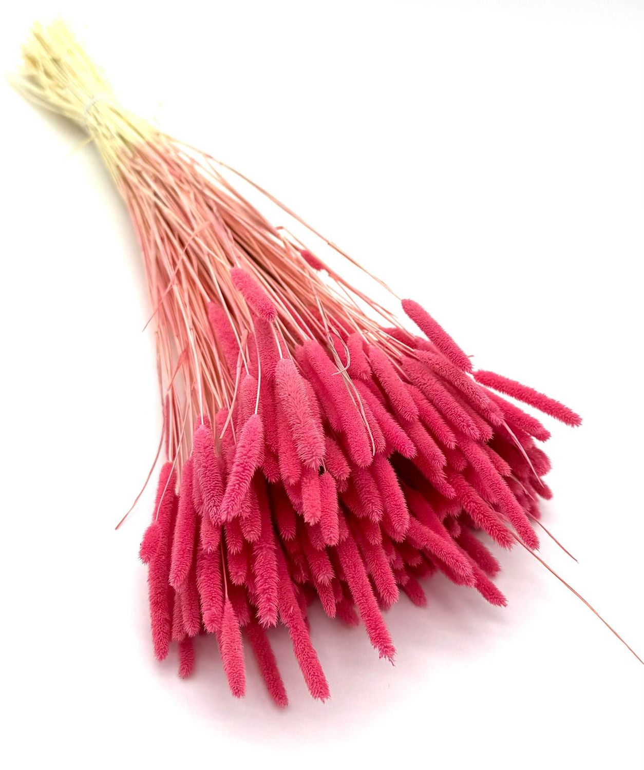 Tymotka suszona różowa