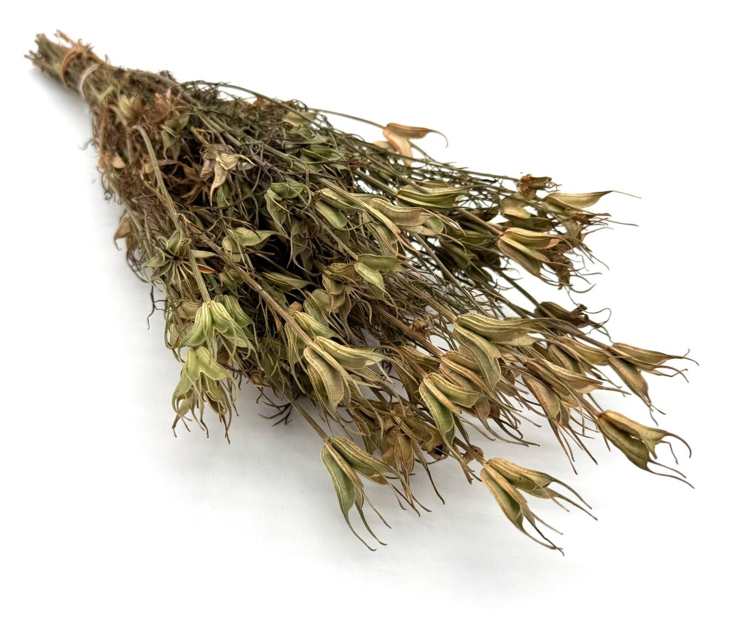 Czarnuszka Orientalna - (Nigella Orientalis) naturalna