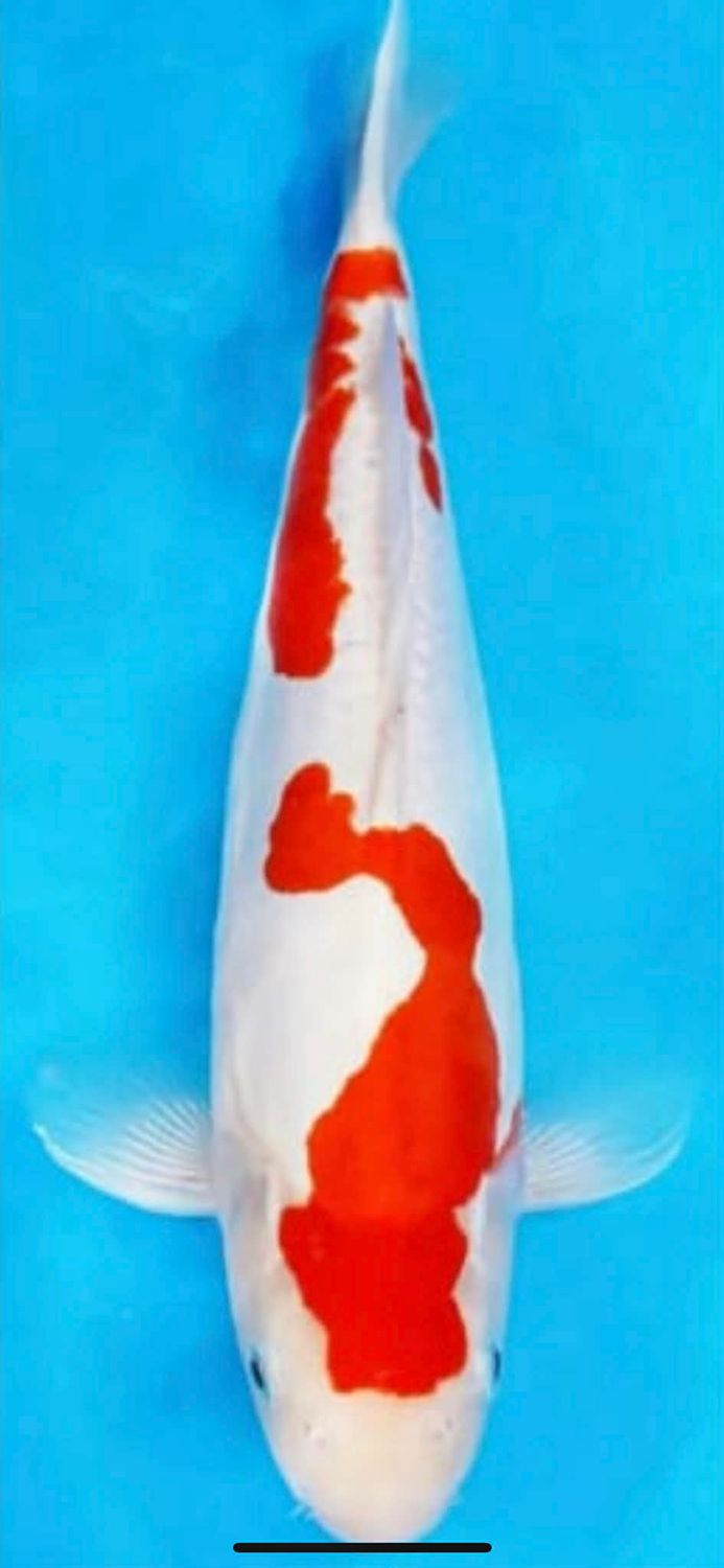 Karp Koi Doitsu Kohaku 34 cm - Hodowca Shinoda