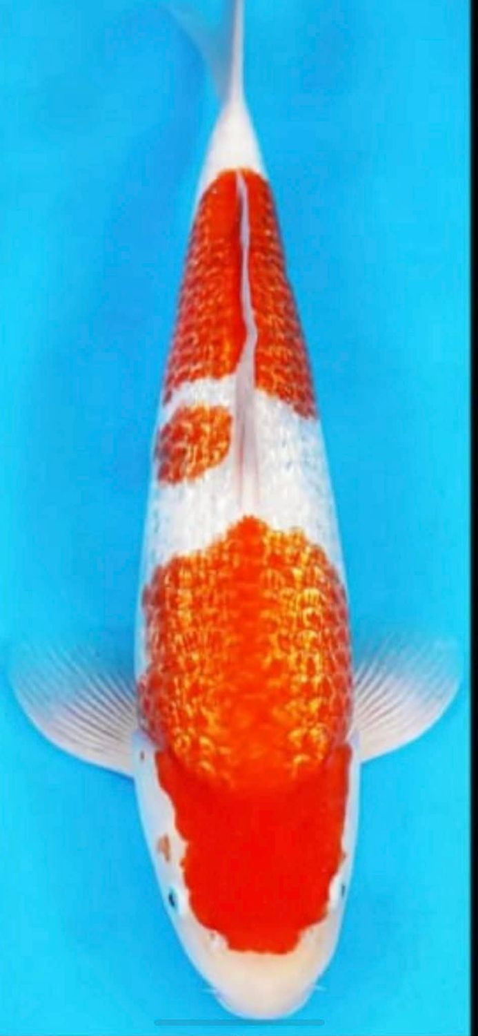 Karp Koi Gin Rin Kohaku 41 cm - Hodowca Koda