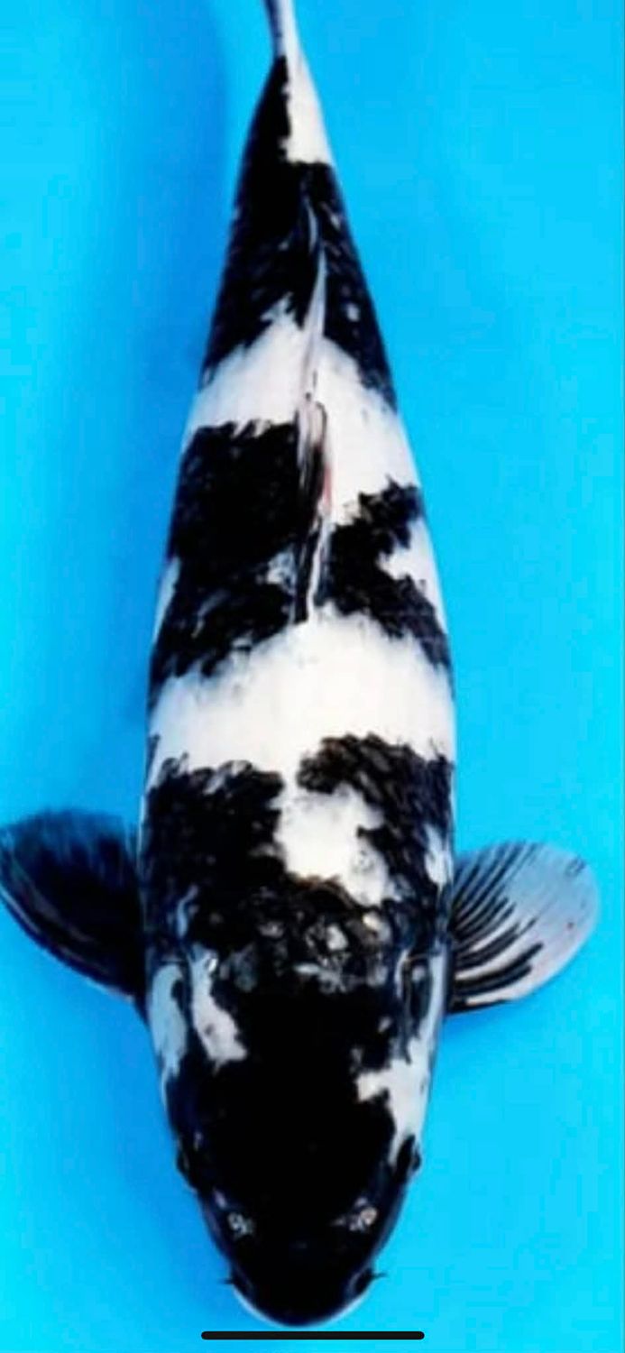 Karp Koi Shiro Utsuri 48 cm - Hodowca Omosako