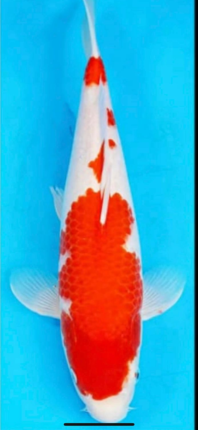 Karp Koi Kohaku 38 cm - Hodowca Isa